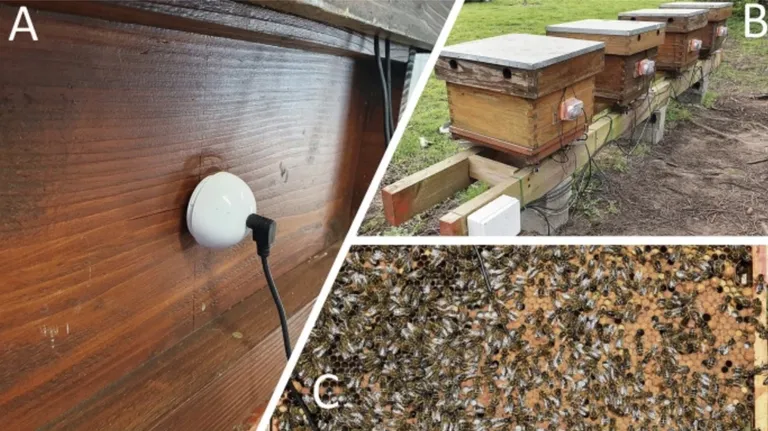 A. Pilootuuringu jaoks mõeldud elektromagnetiline väristi, mis on kinnitatud taru  välisseinale. B. Foto neljast mesilasperest Gentis Belgias, millel on samasugused väristid (kaetud ilmastikukindlate katetega). C. Foto kärje keskele sisestatud kiirendusanduriga varustatud taruraamist. Andurit ennast pole näha: mesilased on ehitanud selle ümber kärjed.