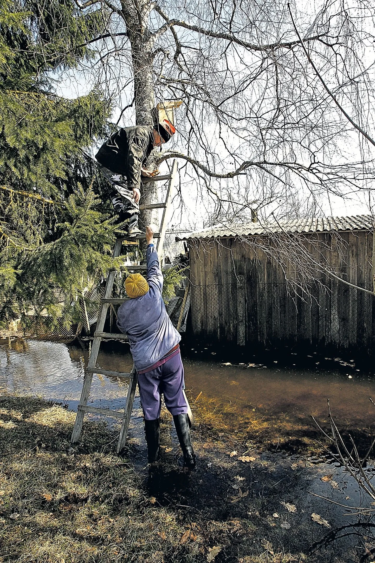 Kabina elanikud Zinaida ja Richard Austa panid pumba keldrist vett välja lööma, tõmbasid kummikud jalga ja asusid õue peal kasvava kase otsa pesakasti üles seadma.