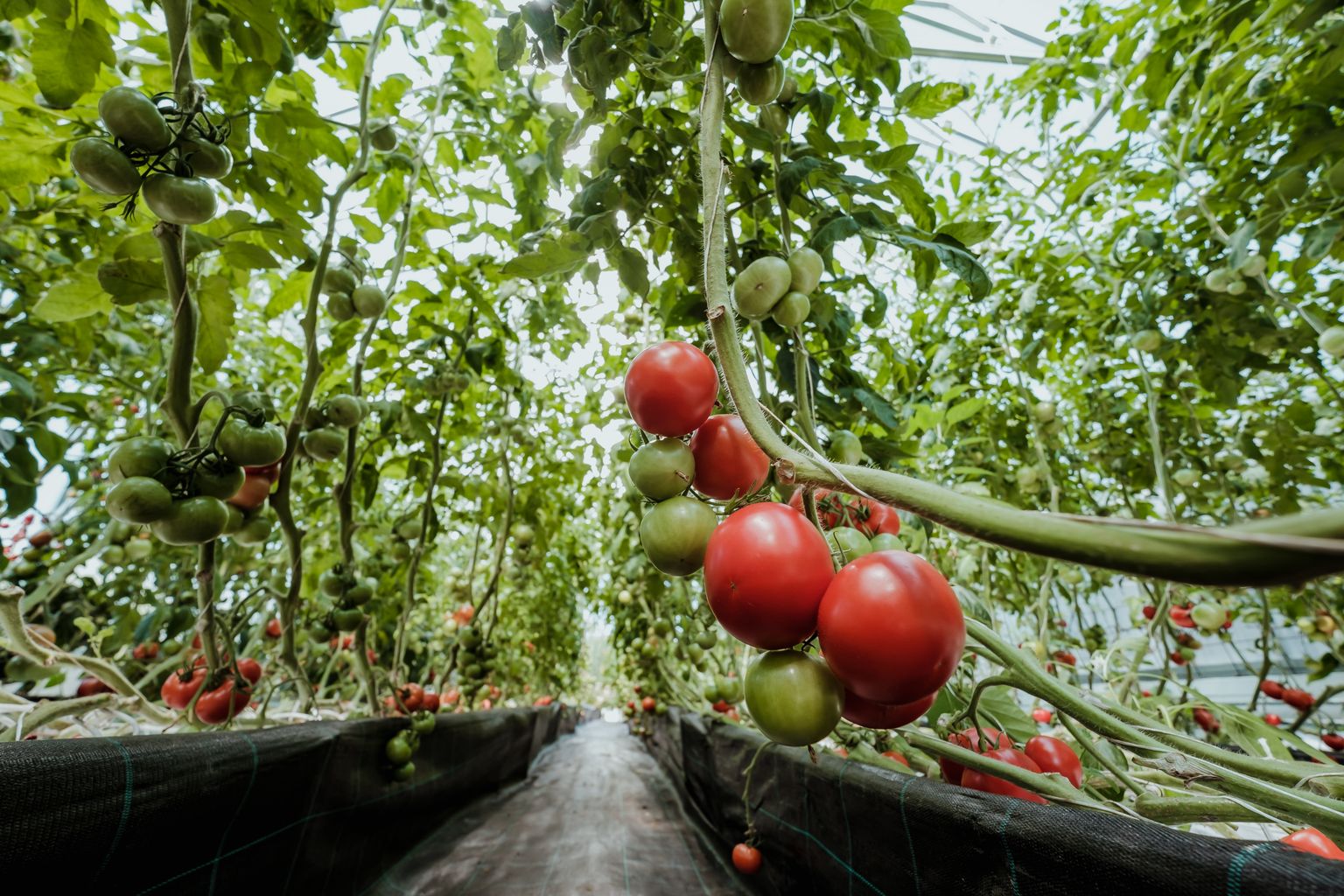 Tomatikobarat toidavad need lehed, mille vahel kobar paikneb ehk üks leht kobarast kõrgemal ja üks leht, mis jääb kobarast madalamale.