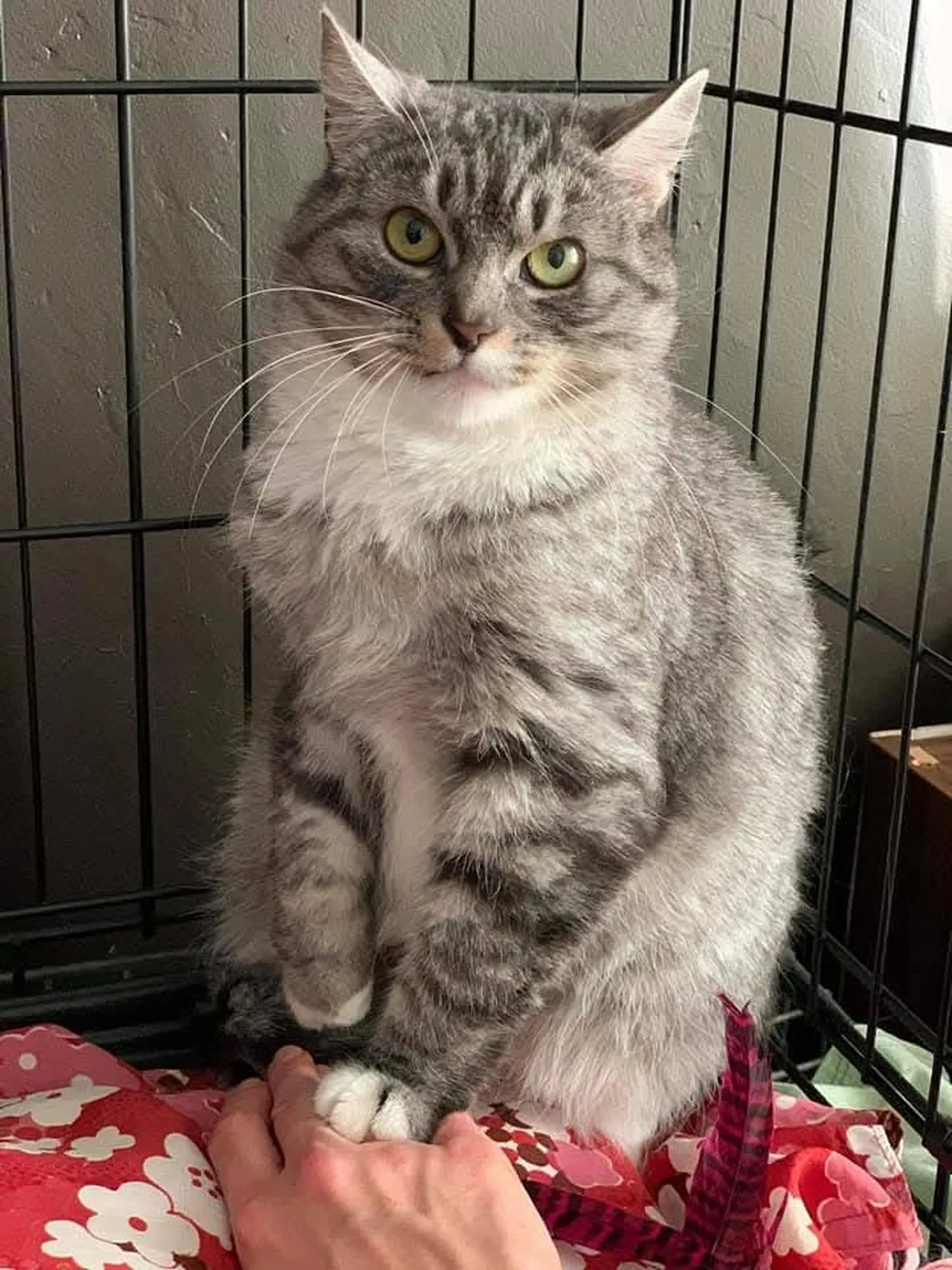 Hera