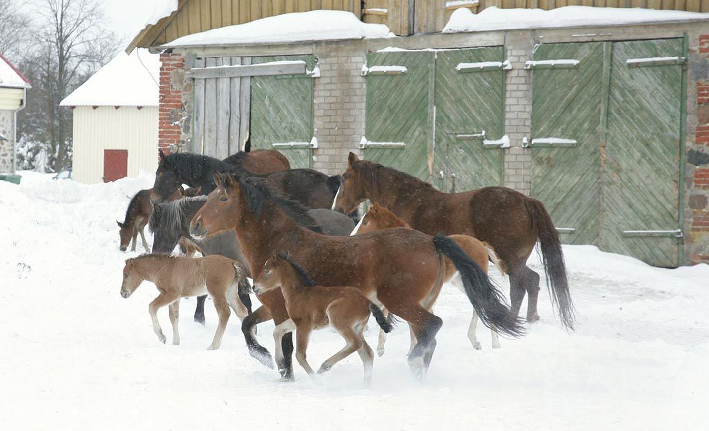 Tori hobusekasvandus on endiselt üks Eesti hobusekasvatuse keskustest.