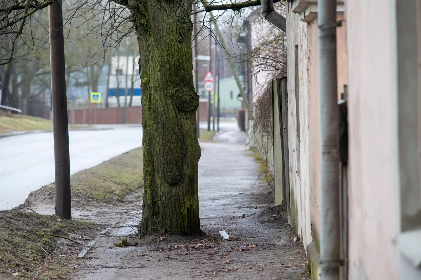Kui vana see pärn võiks olla? Pärna jämedus sõltub ta kasvutingimustest. Kuna siin laiutamiseks ruumi ei ole, võib uskuda, et see puu on vanemgi, kui esialgu tundub – näinud linlaste elu mitu põlve jutti.