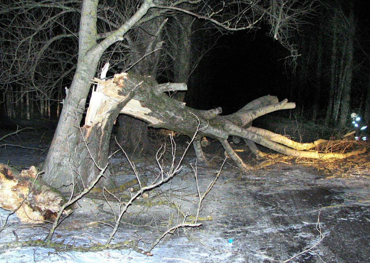 Упавшее вчера вечером на дорогу дерево в деревне Лийва, волость Аудру, разбило лобовое стекло врезавшегося в него фургона.