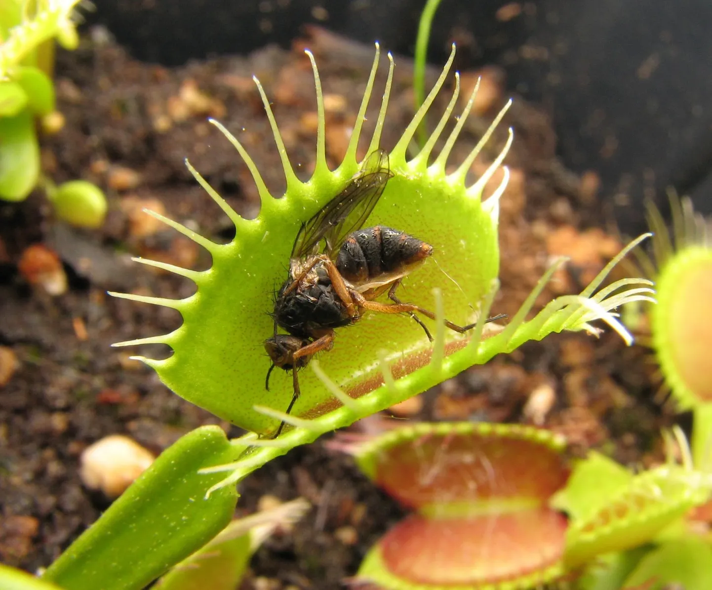 Kärbsepüünis (Dionaea muscipula) meelitab ohvri oma lehtede vahele magusalõhnalise nektari abil. Lehtede siseküljel on karvakesed, mis tuvastavad puuteid. Kui ühte karvakest puudutada kaks korda või kahte karvakest 20-sekundilise intervalliga, siis sulgeb taim ohvri kiiresti oma lehtede vahele.