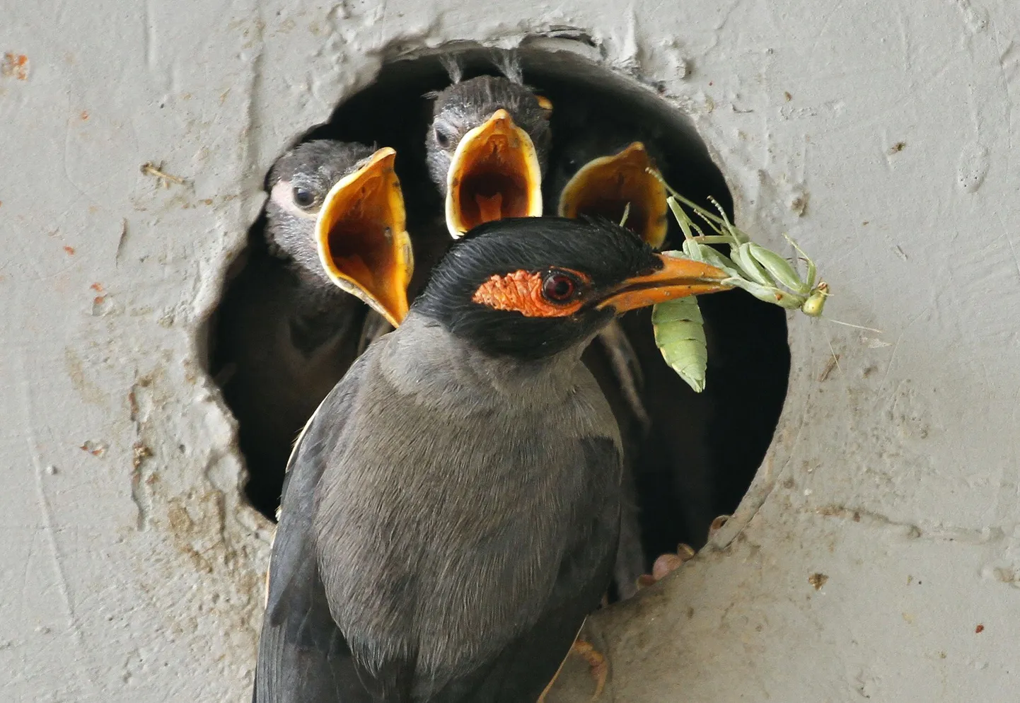 Kuidas maina (Acridotheres tristis) oma poegi toitis