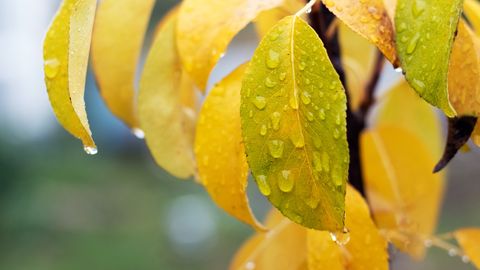 Latvijo bo v nedeljo prešla cona padavin
