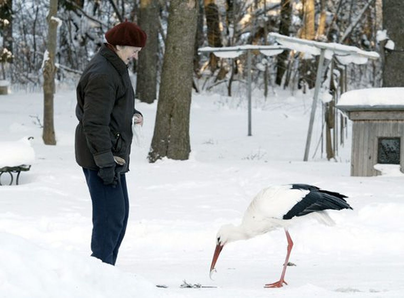 Pensioniealine Linda Särev aitas Arknas toonekurel mitu talve üle elada. Sügisest lindu enam näha ei ole, tõenäoliselt lendas ta lõunasse, nagu loodusseadused ette näevad.
