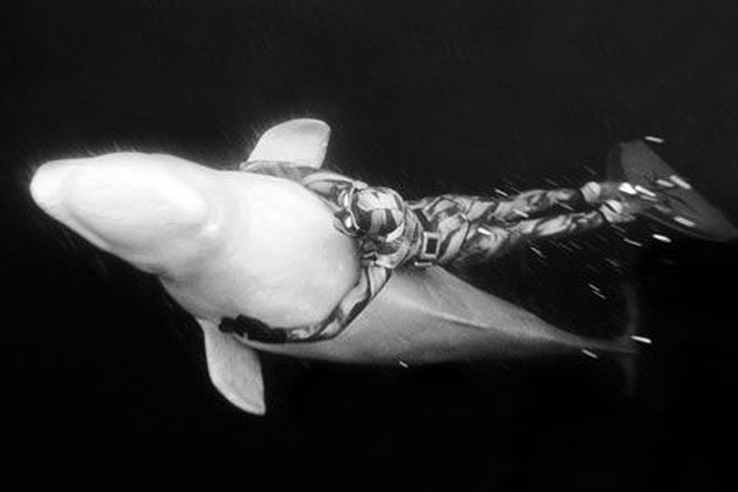 Julia Petrik koos valgevaalaga sukeldumas