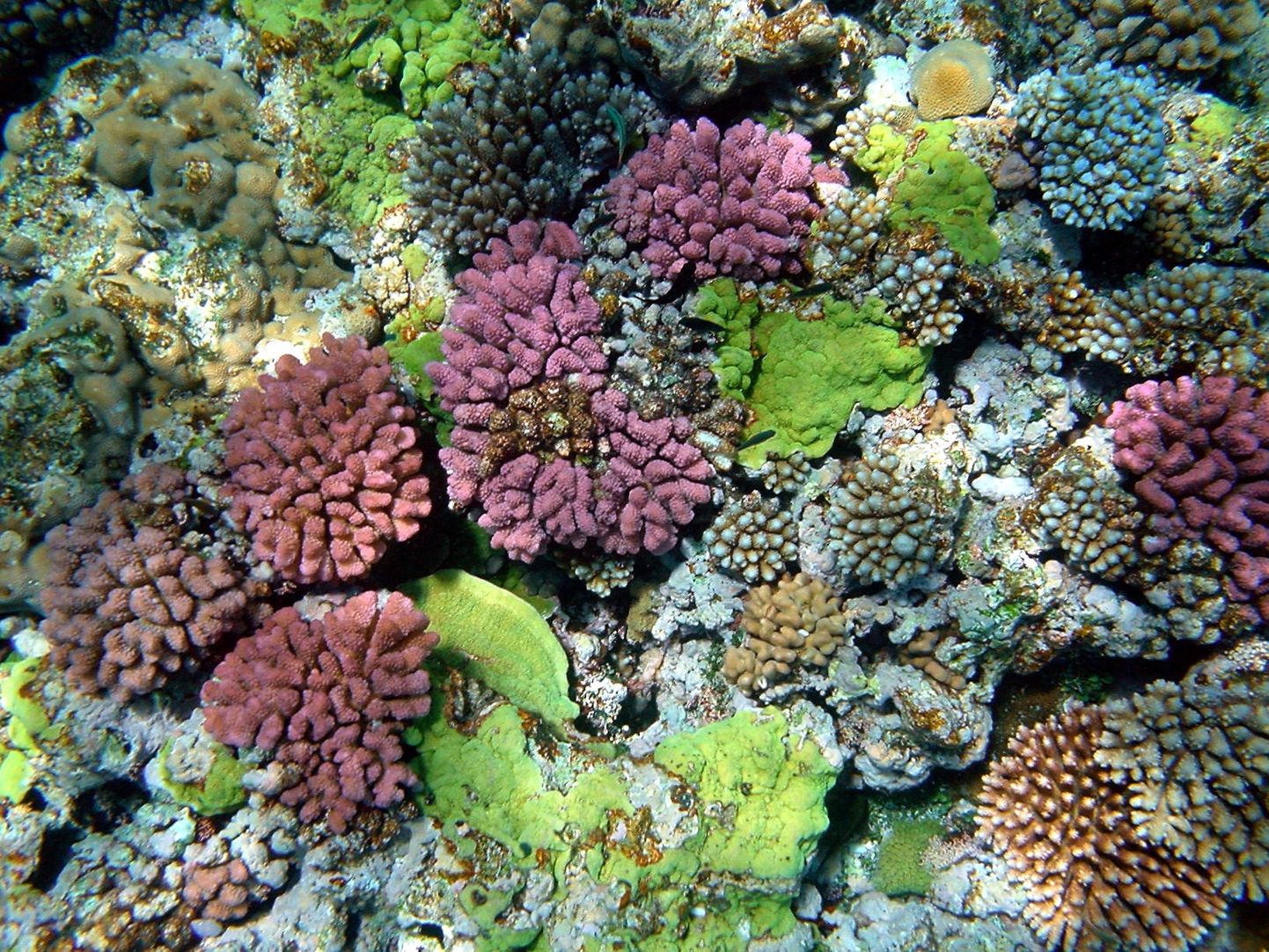 Kuigi korallrahud ei kata maakera pindalast isegi ühte protsenti, on nad koduks 25 protsendile merekaladest. Paari viimase aastakümnega on saastatus, liiga suur kalapüük, kiire rannaalade areng ja mitmed muud tegurid hävitanud kümnendiku kõigist maailma korallriffidest.