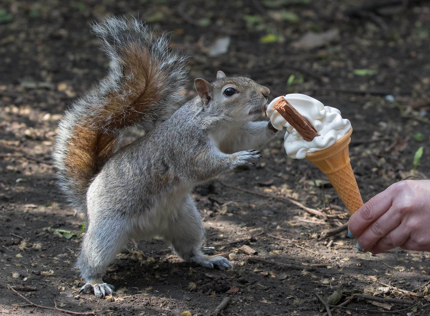Jäätist sööv orav Londonis.