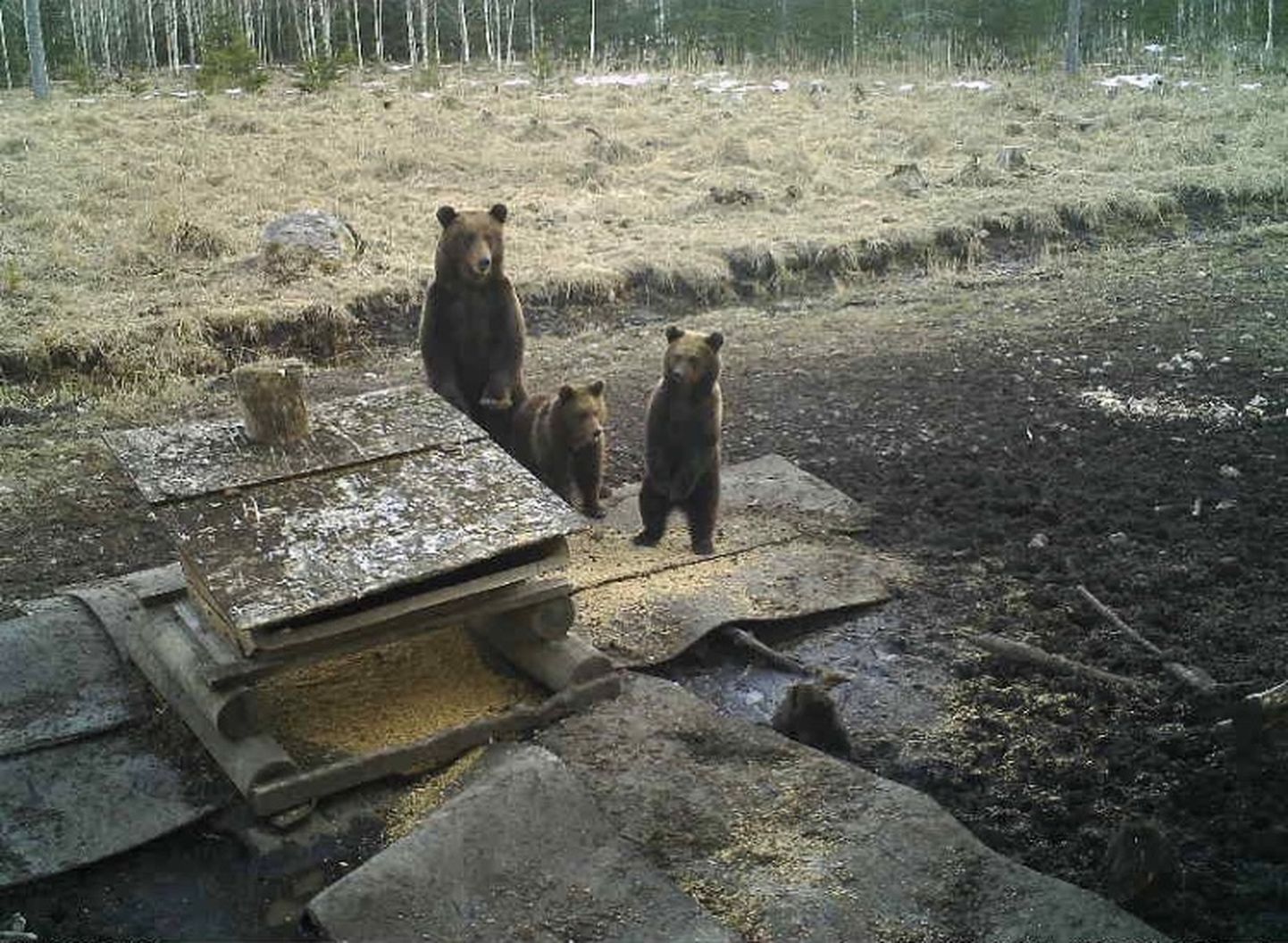 В апреле в Кохтла-Нымме перед трассовой камерой позировала медведица с двумя медвежатами.
