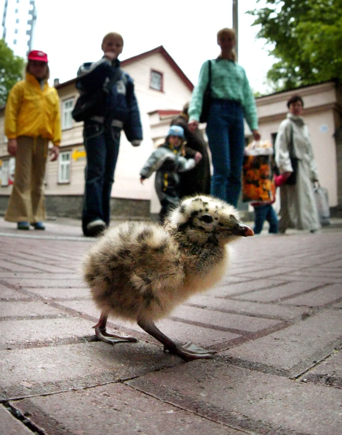 Pesast väljakukkunud kajakapoeg. Foto on illustreeriv.