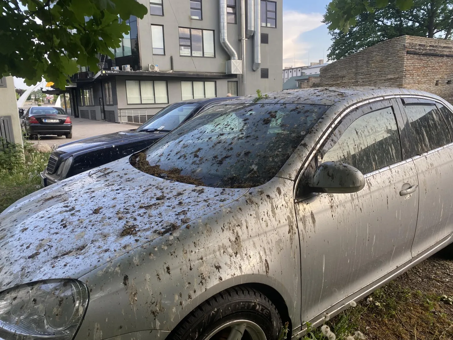 Rakvere kesklinnas puu all parkiv auto on jäänud kurjade lindude küüsi.