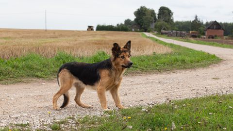 Kas kana on lemmikloom? Viljandi vallas hakkas kehtima uus lemmikloomade pidamise eeskiri