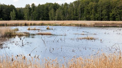 Tukuma pusē no purva izcelts bojāgājušais