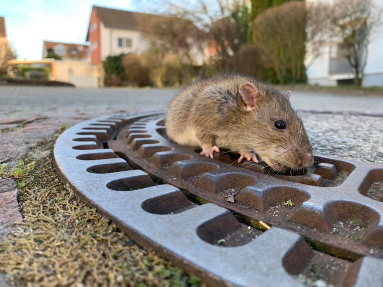 Saksamaal päästeti kanalisatsioonikaevu luugiavasse kinni jäänud rott