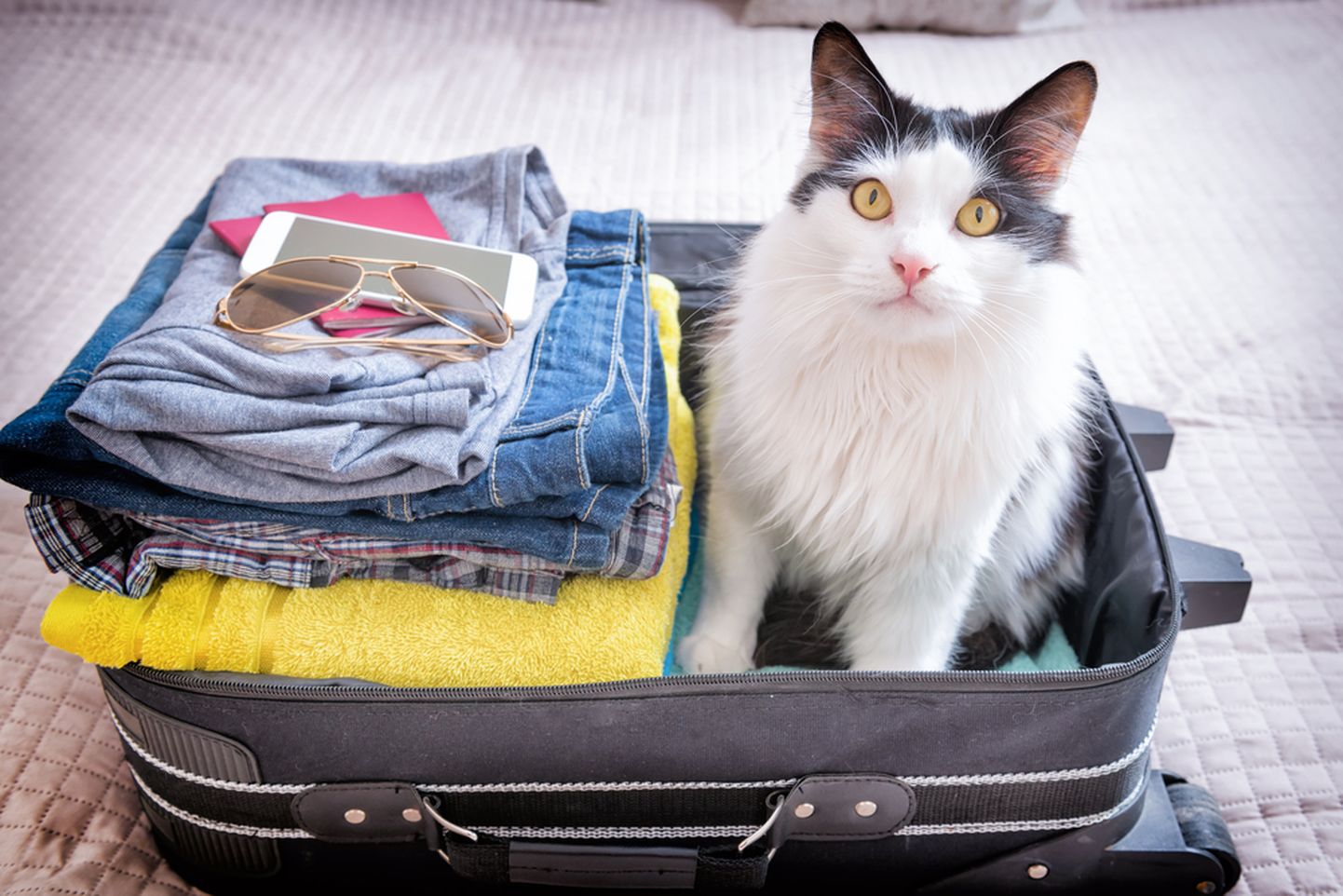 Lemmikloomaga reisimisel tuleb ettevalmistustega alustada aegsasti