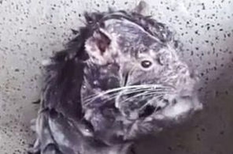 Kaader videost, millel ei ole ekspertide sõnul rott, vaid pakaraana