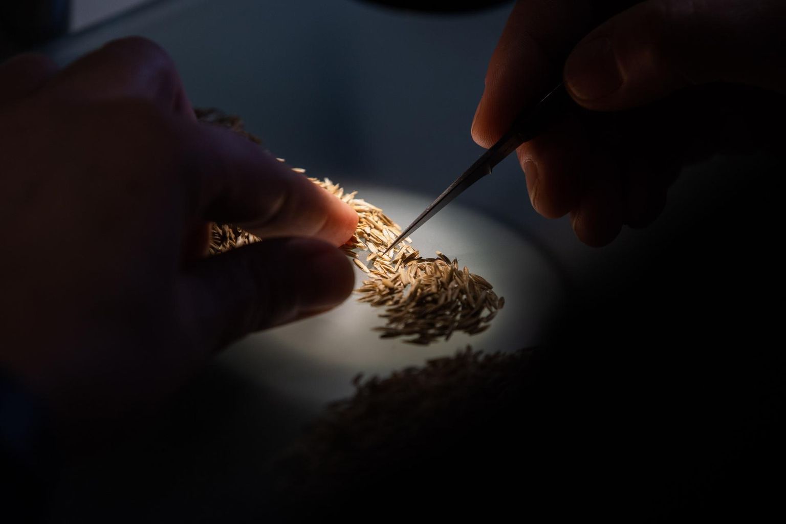 Mikroskoobi all, pintsettidega askeldavad täpsed käed ning kogemustega rikastatud teadmised koos terava silmapaariga on need, millega seemnete tegelik väärtus kindlaks tehakse.
