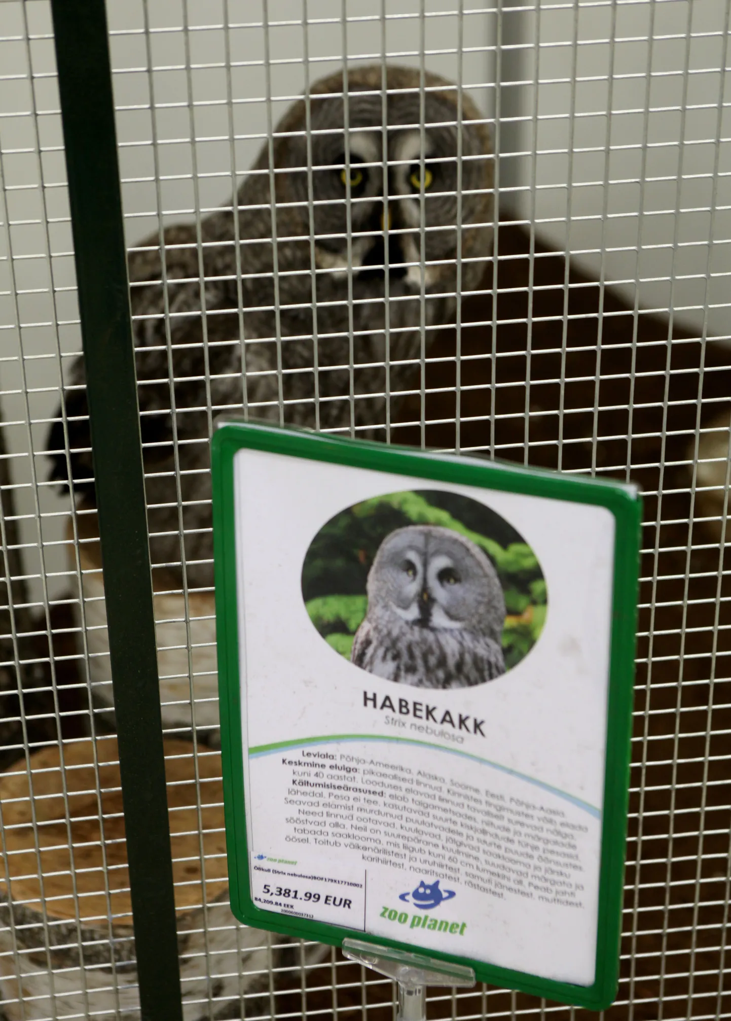 Möödunud kevadel müüdi Tartu Lõunaksekuse Zoo Planeti lemmikloomakaupluses habekakku.

sa/Foto SILLE ANNUK POSTIMEES