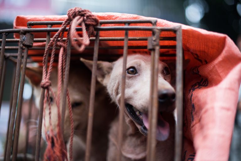 Koerad Hiinas Yulini koeralihafestivalil. Foto: Johannes Eisele/AFP/Scanpix