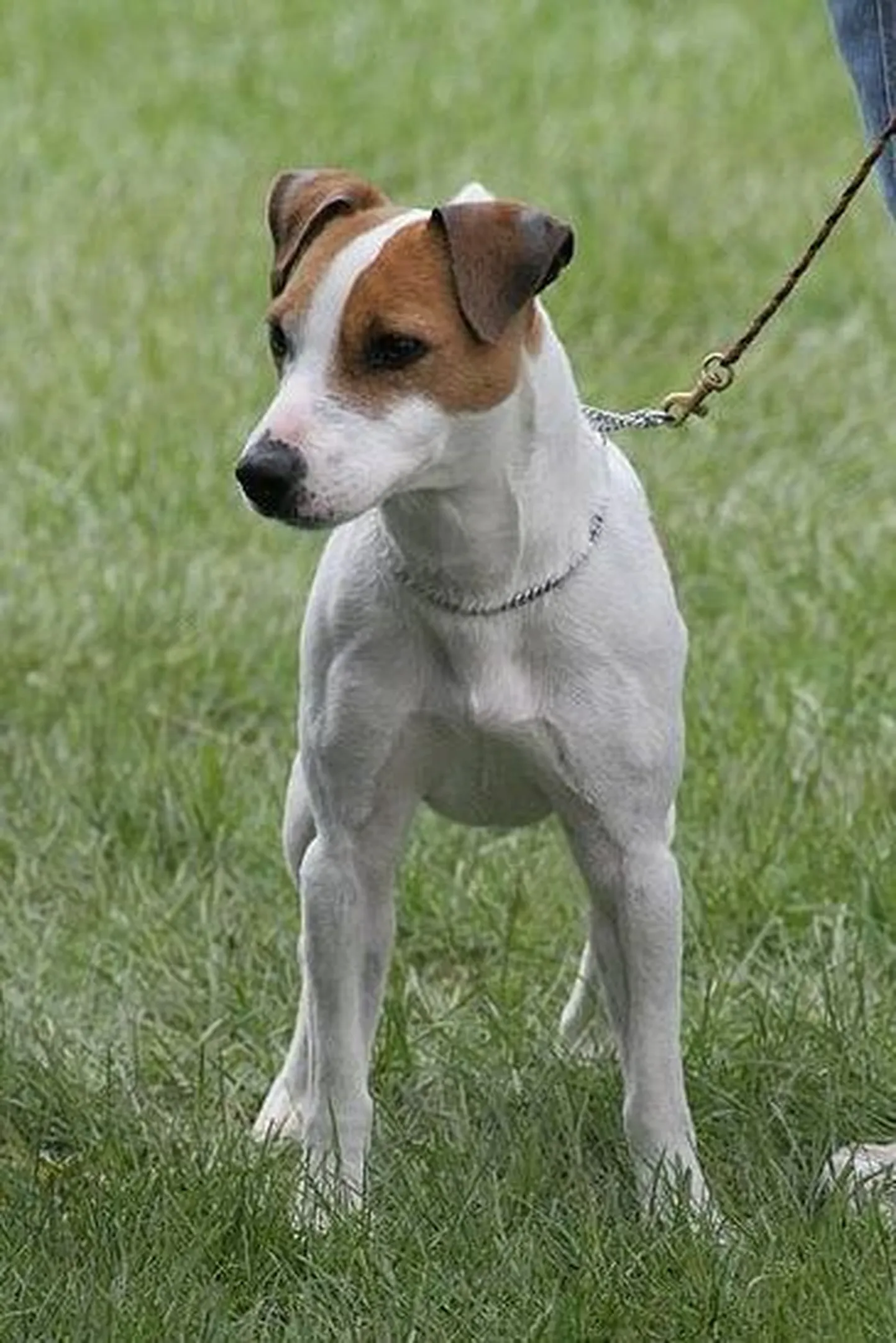 Jack Russelli tõugu terjer