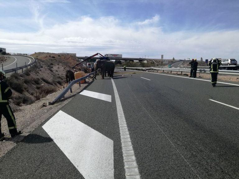 Tsirkuseelevandid Hispaania maanteel