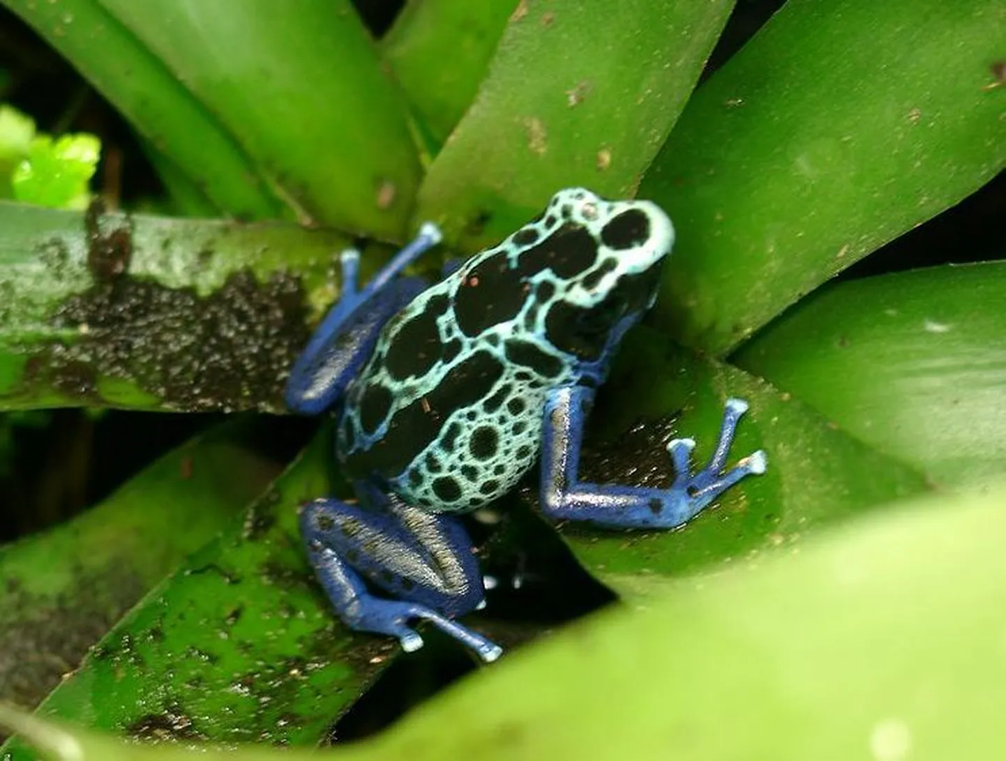 Troopiline mürgine konn Dendrobates tinctorius