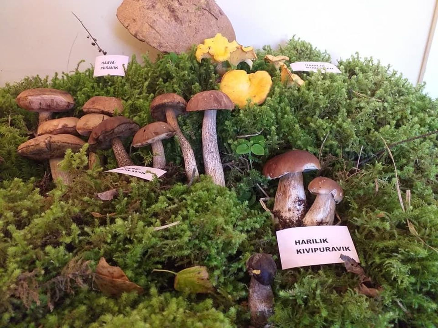 Selliseid seeni on võimalik näha Kärstna mõisa näitusel.