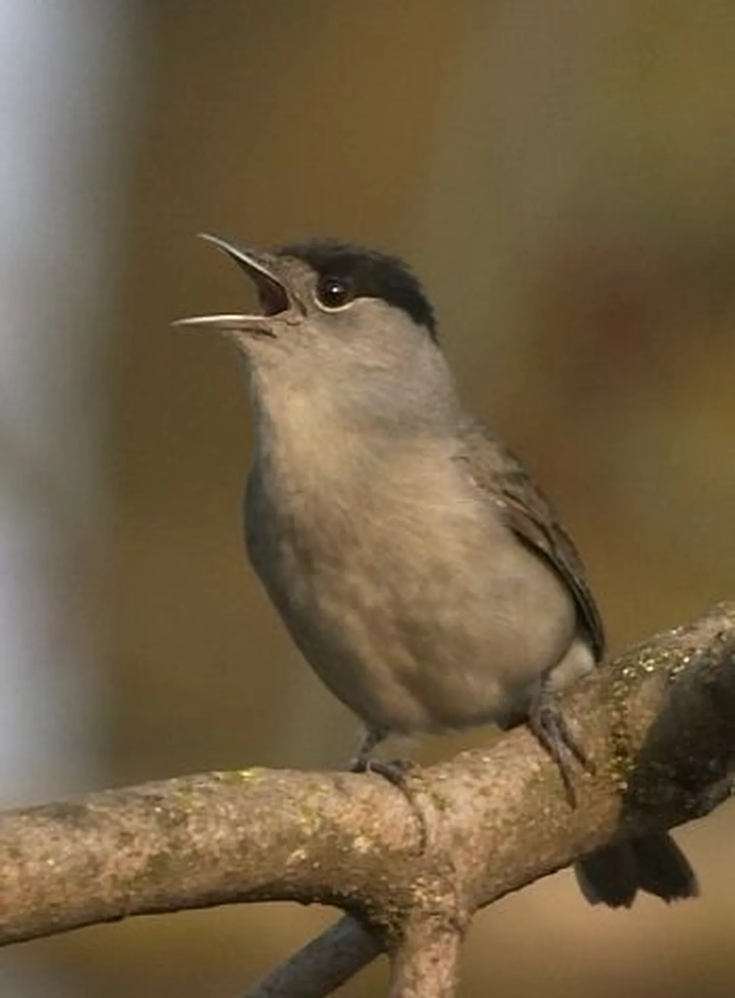 Mustpea-põõsalind (Sylvia atricapilla)