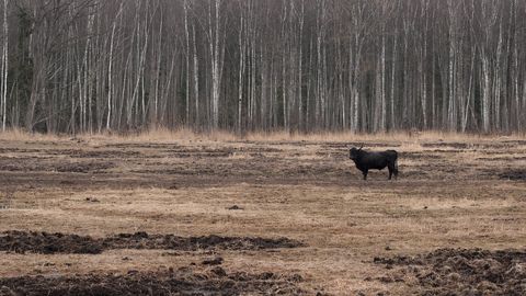 VIDEO ⟩ Dunduru pļavās konstatēti arī vairāku zirgu līķi. Valsts policija uzsākusi kriminālprocesu