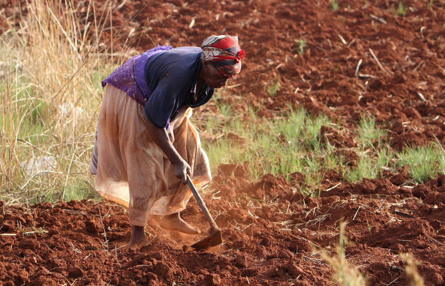 Zimbabwe naine harimas oma põllulappi. Vaeste riikide põlluharimismeetodid ei suuda paraku sageli toota piisavalt toitu.