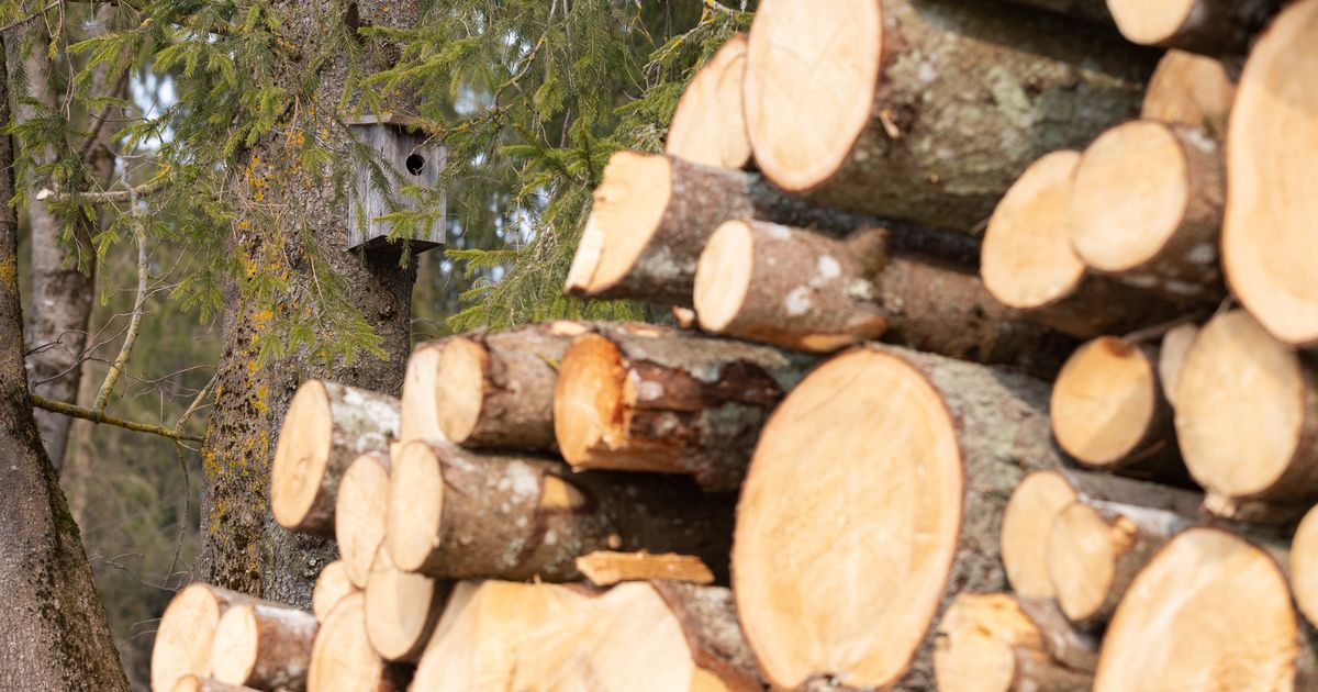 Kriisist haaratud puidutööstuses tugevneb Eesti ettevõtete haare