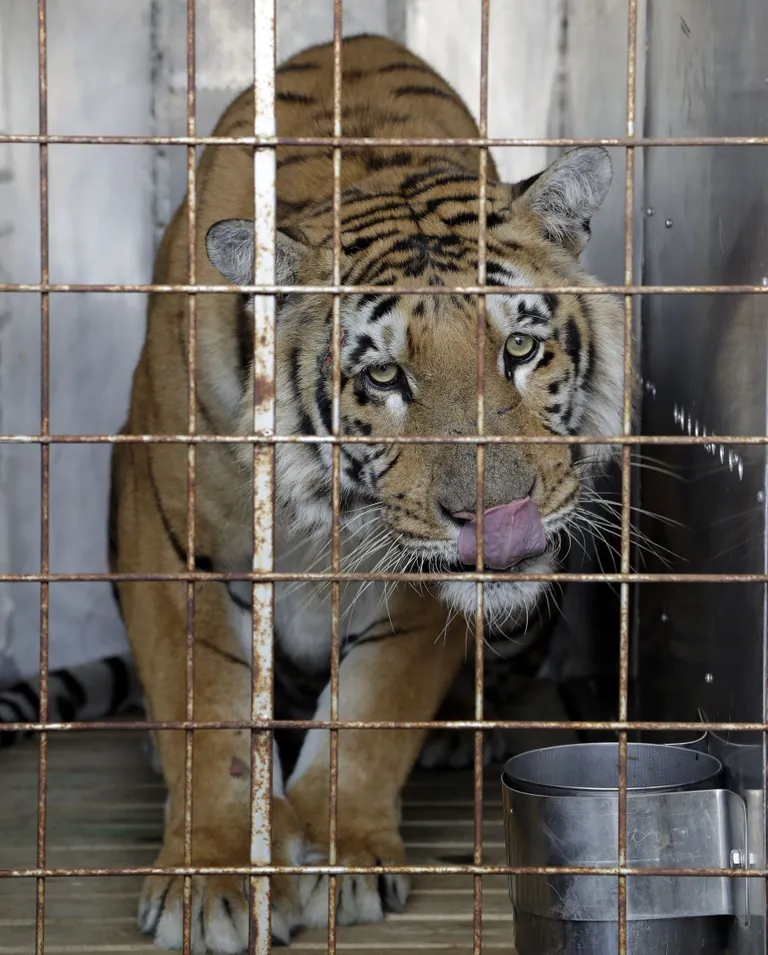 Tiiger Laziz. Foto: AP Photo/Themba Hadebe/Scanpix