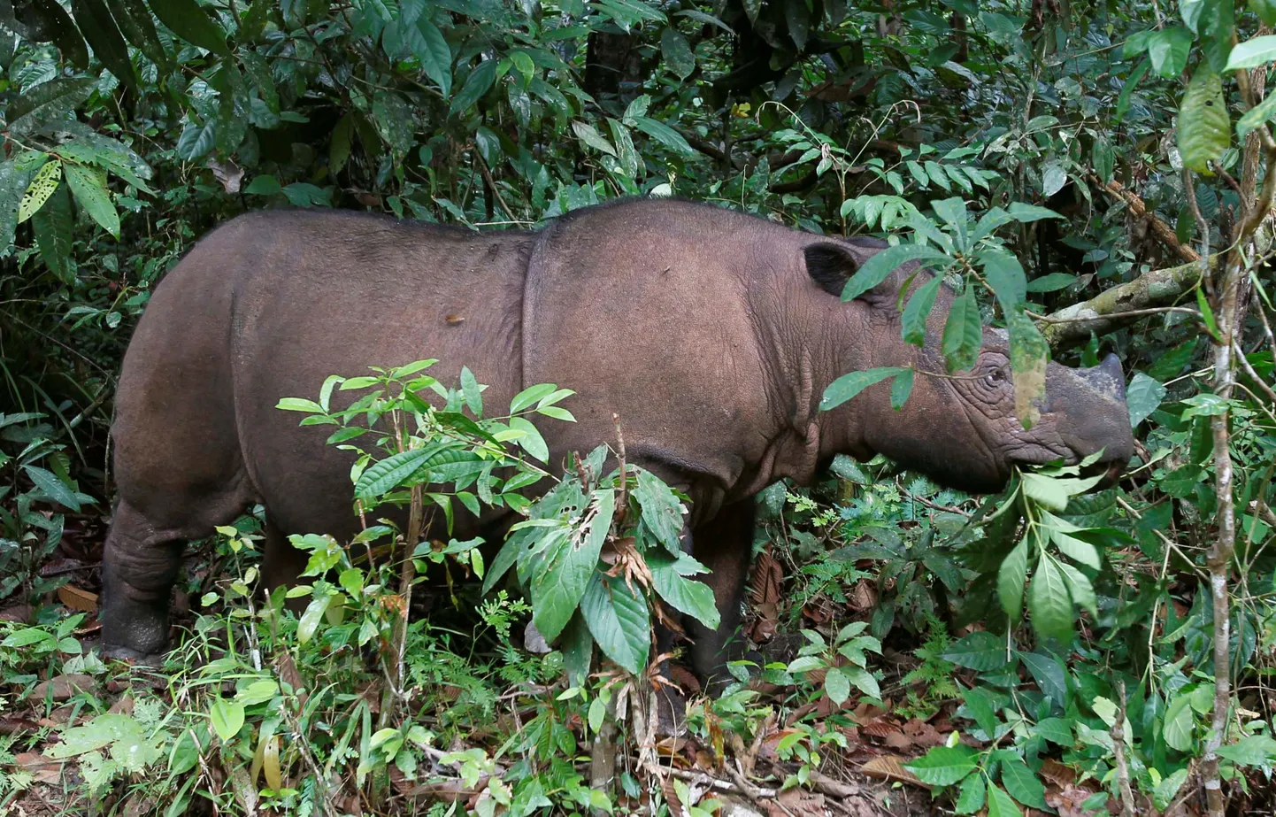 Sumatras degunradzis.