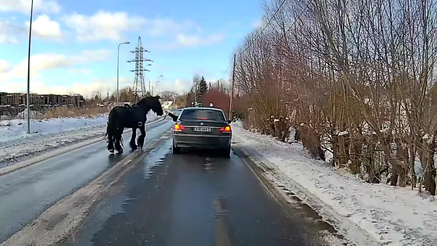 Šoferis Igaunijā palīdz apturēt brīvībā izmukušu zirgu.