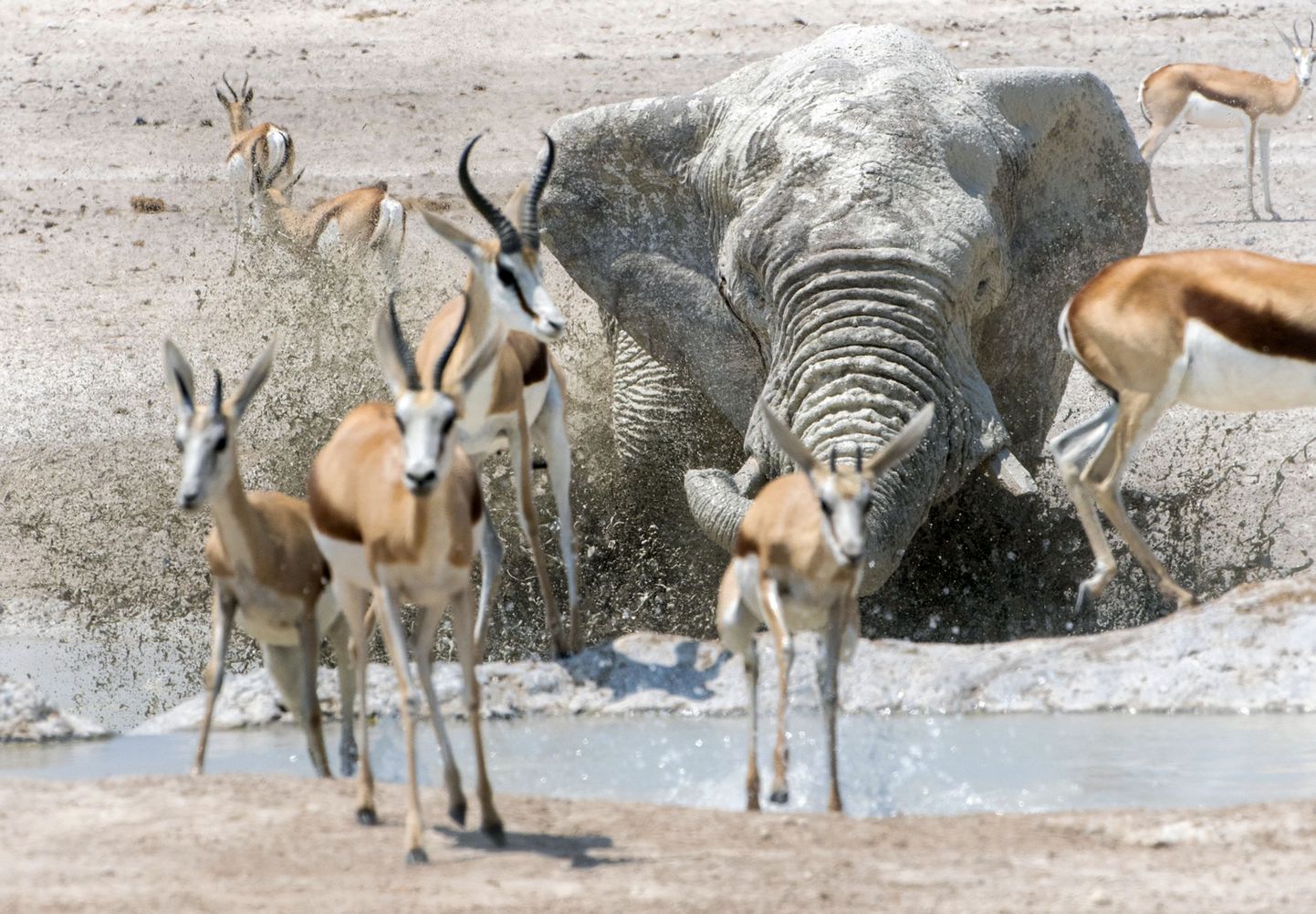 Elevant ja antiloobid Namiibias Etosha rahvuspargis.