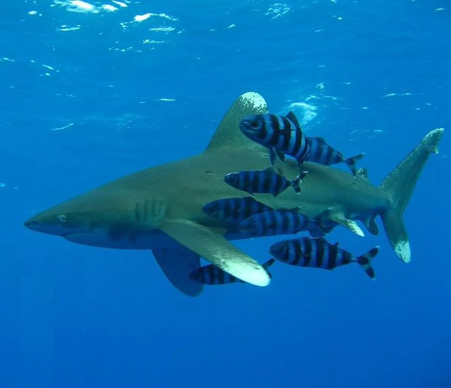 Carcharhinus longimanus ja pilootkalad Punases meres