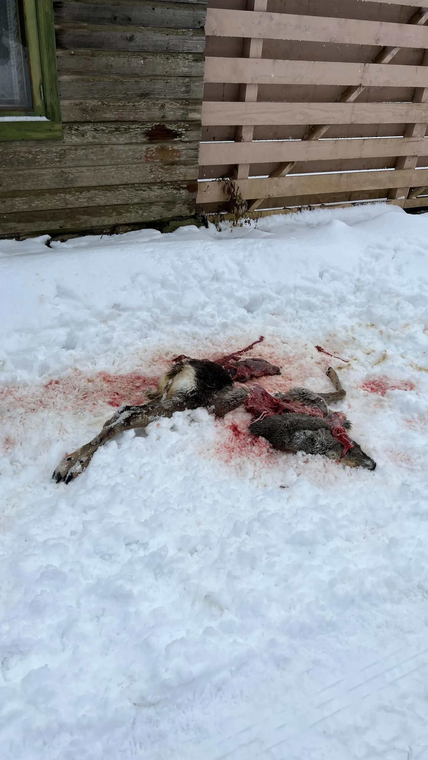 Pühapäeva hommikul avanes ühel Mustla tänaval selline õõvastav vaatepilt.