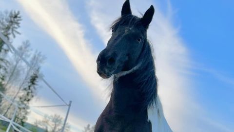 AITA LEIDA HOBUNE! ⟩ Märjamaa elanik kahtlustab hobusevarguses mustlasi: mitu korda on käinud ja küsinud, kas saab osta