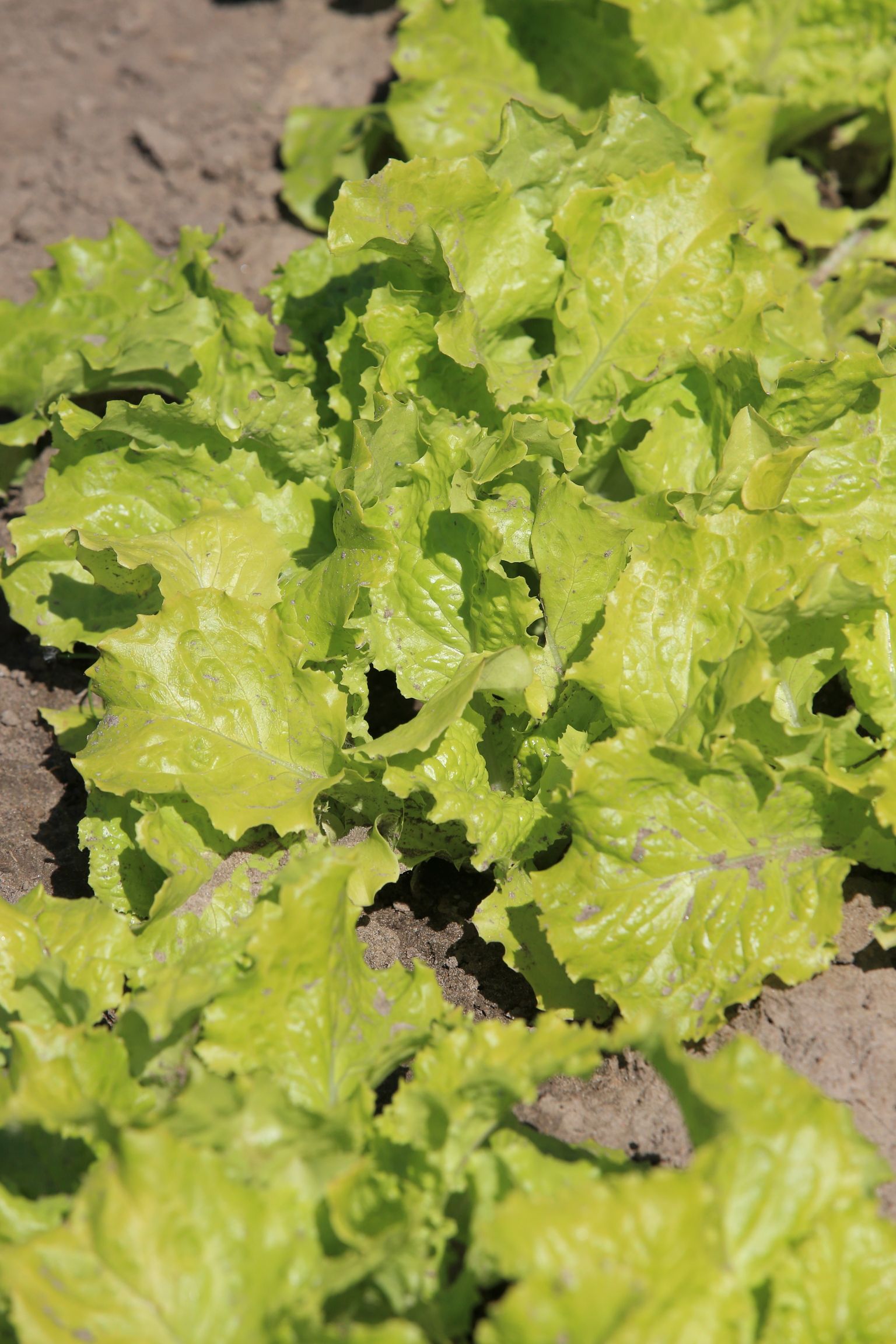 Lehtsalat peenras