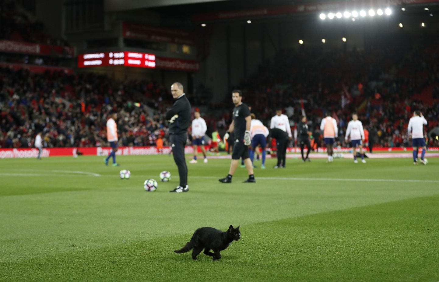 Liverpooli ja ManUnitedi mängu eel jooksis väljakult läbi ka üks must kass.