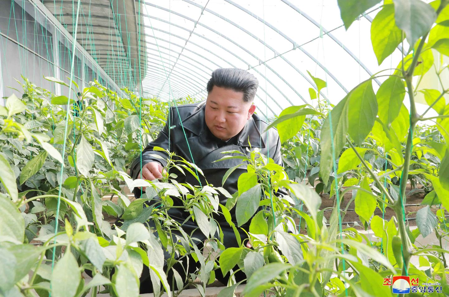Põhja-Korea liider Kim Jong-un külastas detsembris 2019 Kyongsongi maakonnas Jungphyongis asuvat farmi. Pildil tutvub ta kasvuhoones kasvatavate taimedega