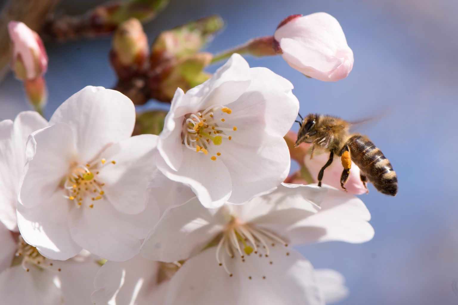 Mesilastele sobilike õite rohkus kahaneb põua ajal ligi kaks korda