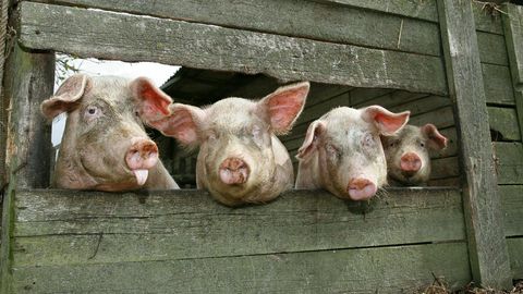 Африканская чума свиней продолжает доставлять проблемы свиноводам Эстонии