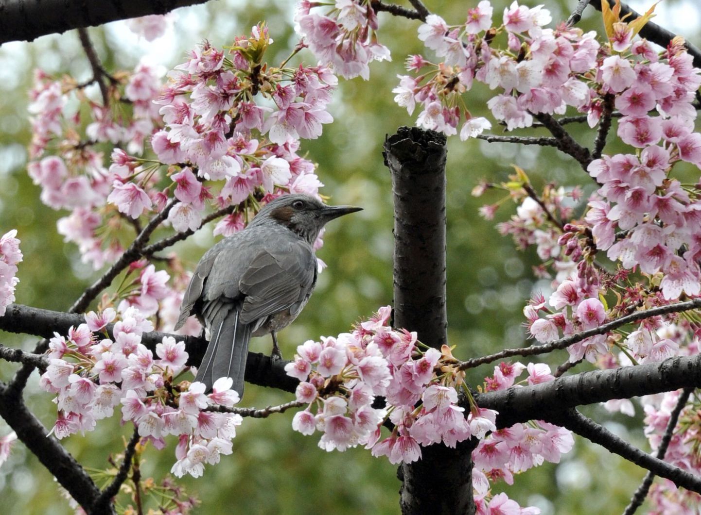 В токийском парке цветет сакура.