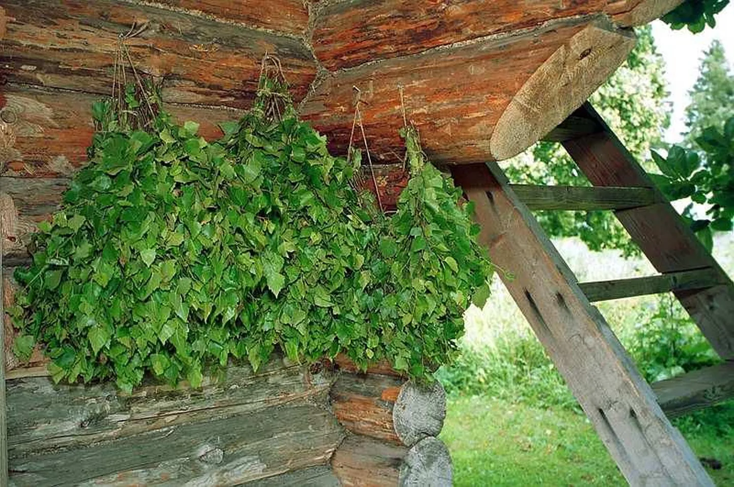 Värsked kasevihad.