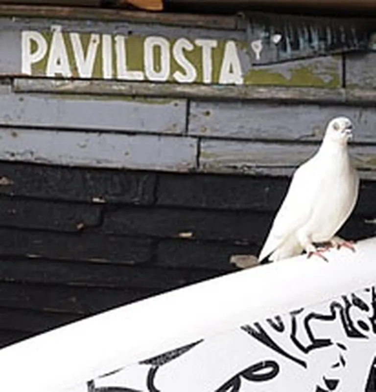 Raksta foto