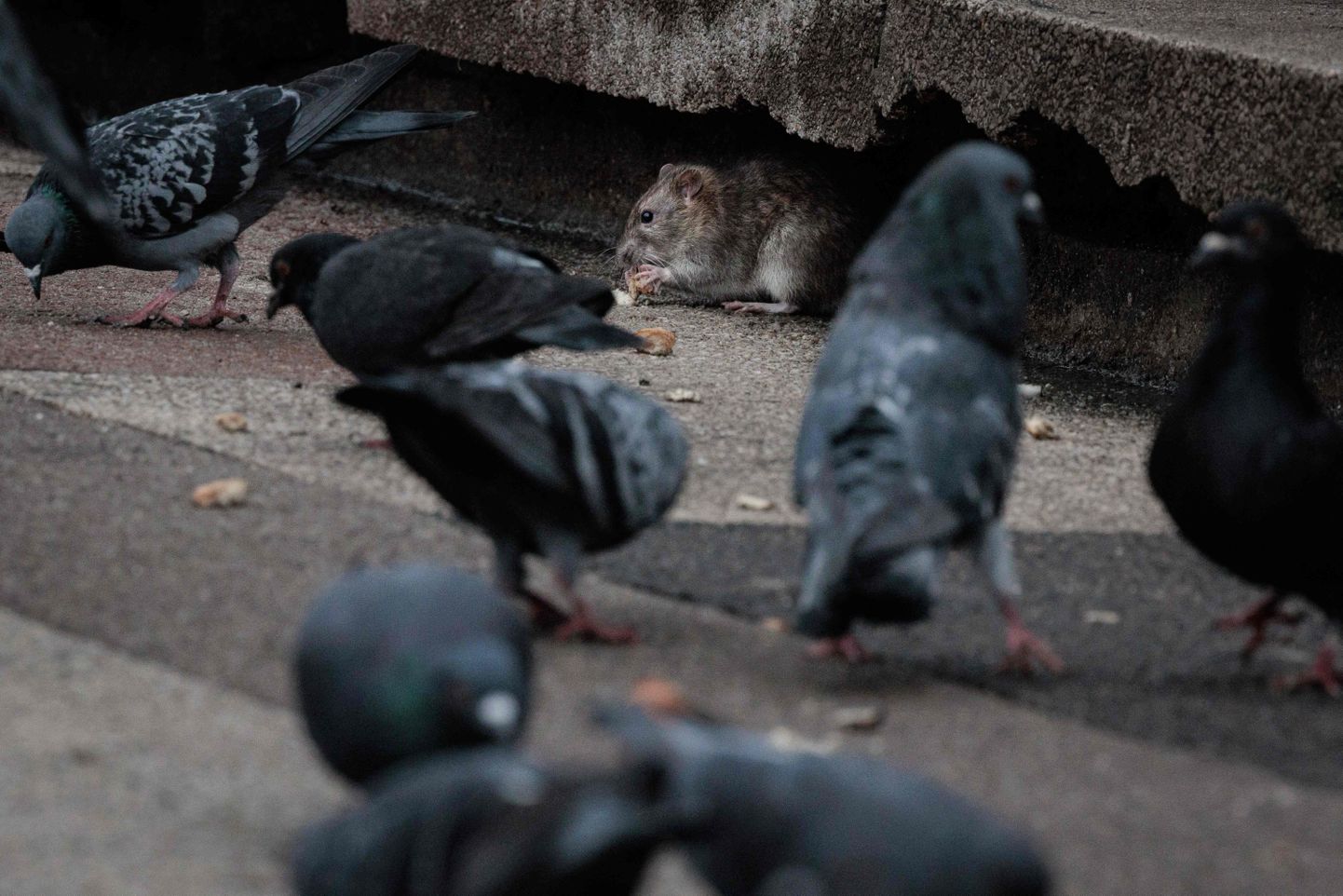 Tänaval tuvidega toidu pärast võitlev rott Prantsusmaa pealinnas Pariisis.
