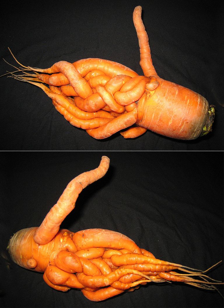 Морковь словно заплетена в косу.